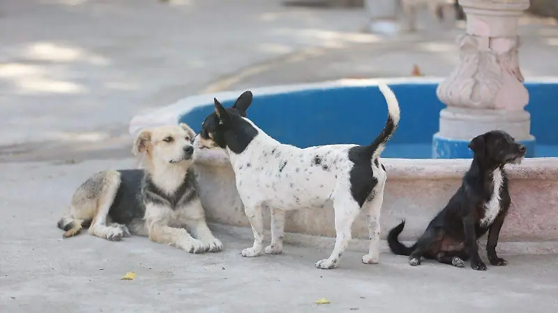 Perritos rescatados en el Centro de Atención Animal en la ciudad de Durango